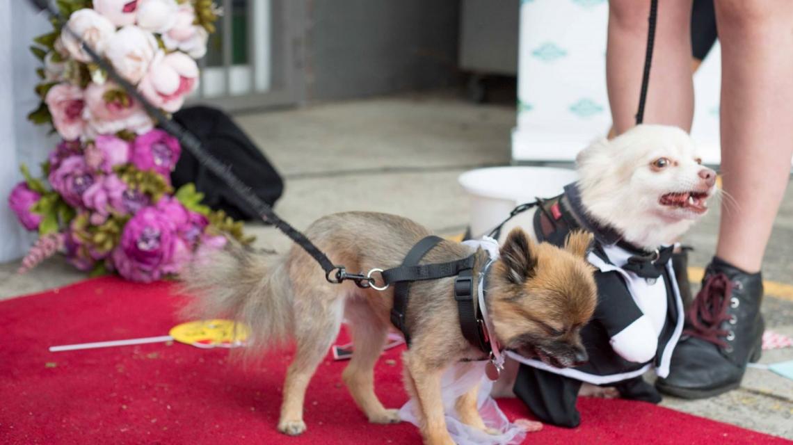 Two dogs get married at PHP